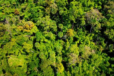 Aerial view of the forest Stock Photos