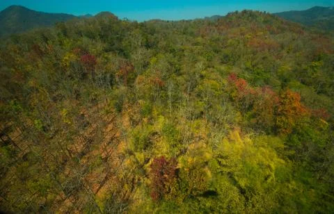 Aerial view of the forest Stock Photos