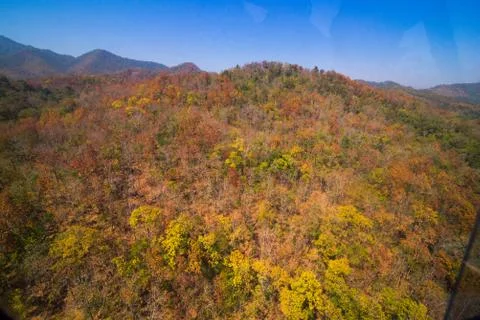Aerial view of the forest Stock Photos