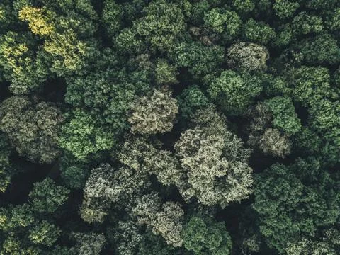 Aerial view of the forest Stock Photos