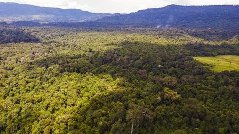 An aerial view of  forest Stock Photos
