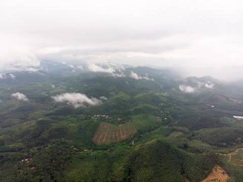 Aerial view in the forest Foto stock