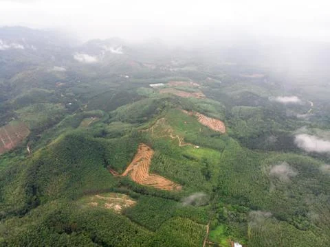 Aerial view in the forest Foto stock