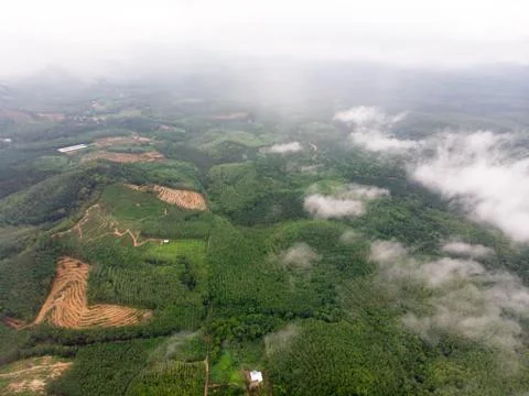 Aerial view in the forest Foto stock