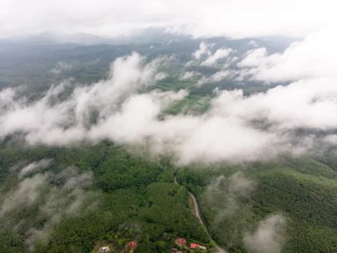Aerial view in the forest Foto stock