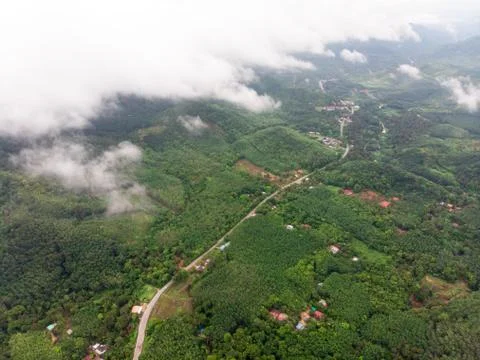 Aerial view in the forest Foto stock