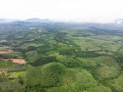 Aerial view in the forest Foto stock