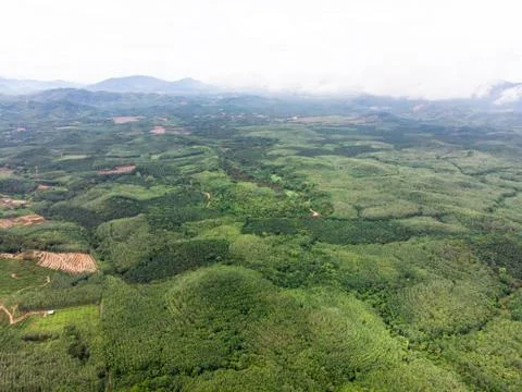 Aerial view in the forest Foto stock