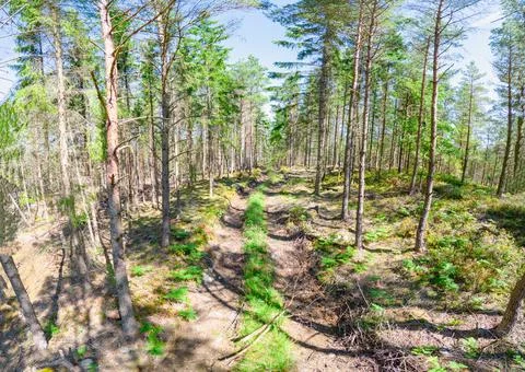 Aerial view of forest Stock Photos