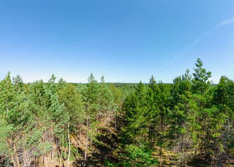 Aerial view of forest Foto stock