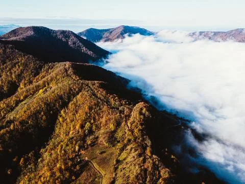 Aerial view of the forest Stock Photos