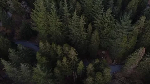 Aerial view of forest with pine trees in Bergen Stock Footage 240588458