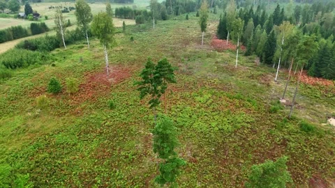 Aerial View of Forest Regrowth in a Clearing with Young Pine and Birch Trees Stock Footage 321039797