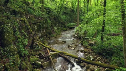 Aerial view forest river slow motion flying Stockbeeldmateriaal 340590267