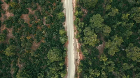 Aerial view of forest road cutting through dense green trees Stock Footage 320179021
