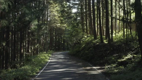 Aerial view of a forest road. Light through trees Stock Footage 201271687