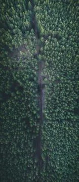 Aerial view of forest road in spring summer Foto stock