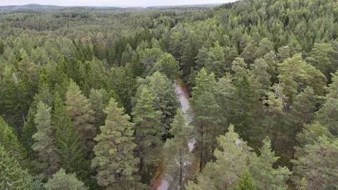 Aerial View of Forest Road Through Swedish Woodland Canopy Vidéo 347675813