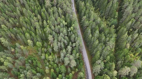 Aerial View of a Forest Road Through Dense Swedish Pine Woodland Stock-Footage 347676280