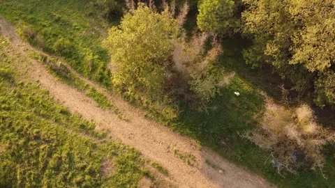 Aerial View of Forest Road with Trees and Sunlight Stock Footage 320198471