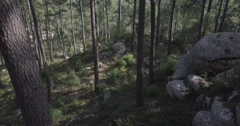 Aerial view of forest with rocks Stock Footage 311941418