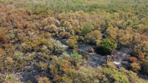 Aerial view Forest saved after a fire. dry summer and fires in Europe Stock Footage 280138101