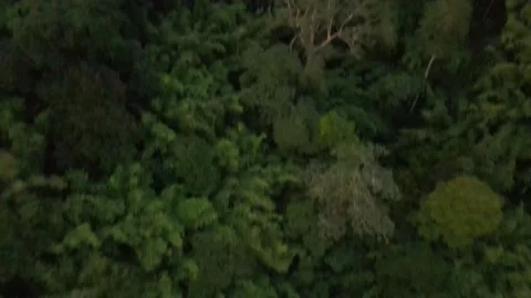 Aerial view of Forest in Selangor Stock Footage 148336944