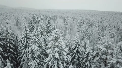 Aerial view of forest snow-covered Vídeo Stock 130857574