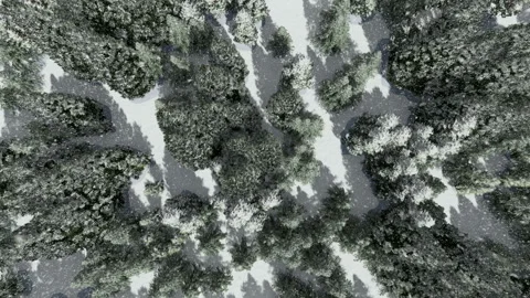 Aerial view of a forest snow falling Stock Footage 144000946