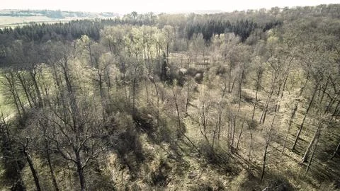 Aerial View Of Forest In Spring Stockfoto's