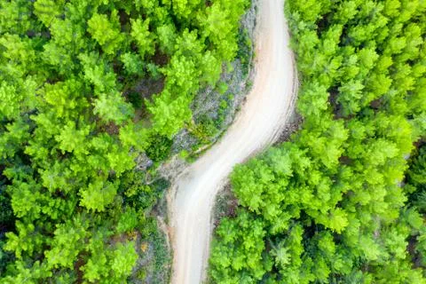 Aerial view of a Forest in spring time with a narrow path. Stock Photos