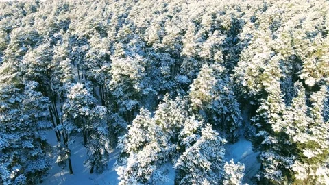Aerial view of the forest of spruce pine crowns after a snowfall landscape Stock Footage 234020813