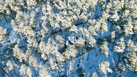 Aerial view of the forest of spruce pine crowns after a snowfall landscape Stock Footage 234020981