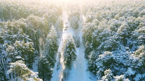 Aerial view of the forest of spruce pine crowns after a snowfall landscape Stock Footage 234021082