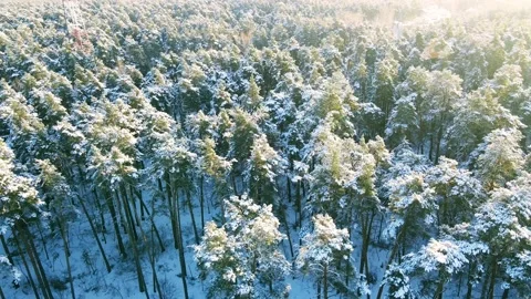 Aerial view of the forest of spruce pine crowns after a snowfall landscape Stock Footage 234021179