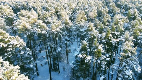 Aerial view of the forest of spruce pine crowns after a snowfall landscape Stock Footage 234021462