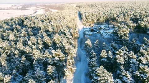 Aerial view of the forest of spruce pine crowns after a snowfall landscape Stock Footage 234021740