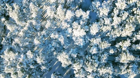 Aerial view of the forest of spruce pine crowns after a snowfall landscape Stock Footage 234021964