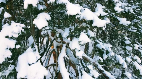 Aerial view of the forest of spruce pine crowns after a snowfall landscape Stock Footage 234022226
