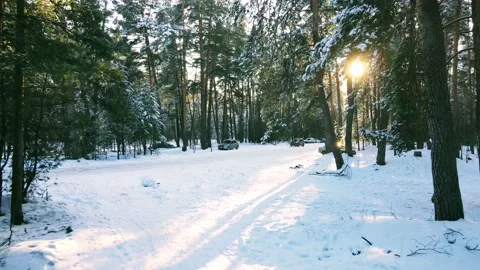 Aerial view of the forest of spruce pine crowns after a snowfall landscape Stock Footage 234022261