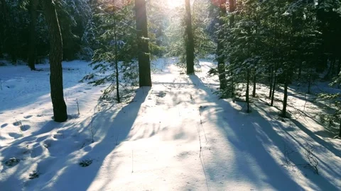 Aerial view of the forest of spruce pine crowns after a snowfall landscape Stock Footage 234022266