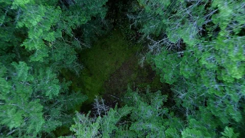 Aerial View Forest Straight up Stock Footage 163260261
