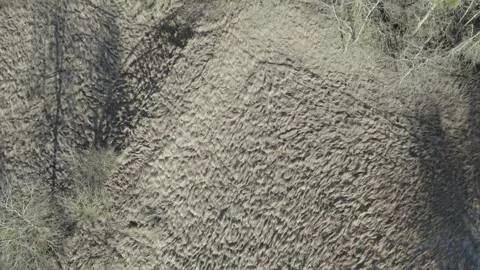 Aerial view of forest in the summer, Berlin, Germany Stock Footage 262994201