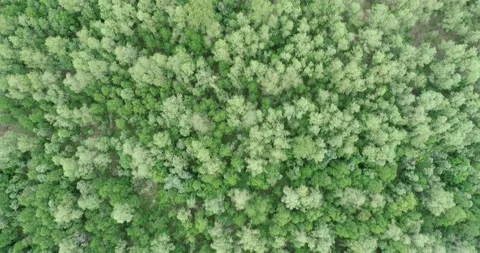 Aerial view of the forest in summer. Flight over the forest. Top down Stock Footage 196446811