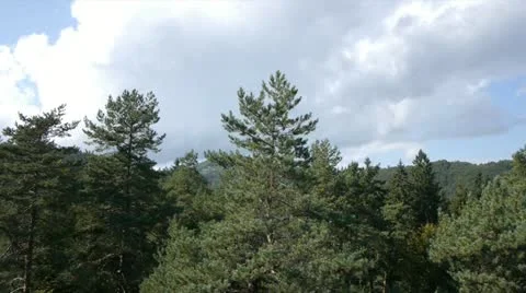 Aerial view of forest in the summer Stock Footage 22222433