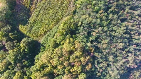 Aerial view of forest, summer sunset time Stock Footage 249989426