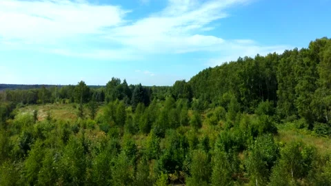 Aerial view of the forest in summer. Take off Video stock 204723337