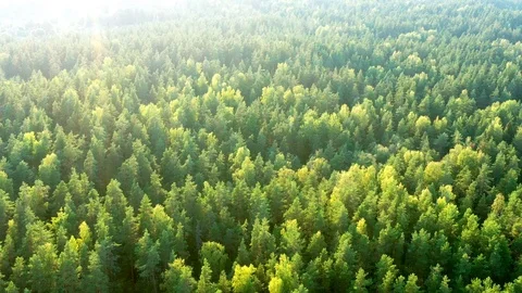 Aerial view on the forest in the sun .Camera move backward Stock Footage 113163014