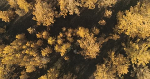 Aerial View of Forest at Sunset. Drone Shot Flying Over Spruce Conifer Treetops Stock Footage 141970655
