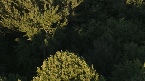Aerial view of a forest at sunset 스톡 동영상 340950954